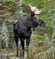 moose image