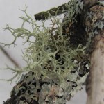 lichens2